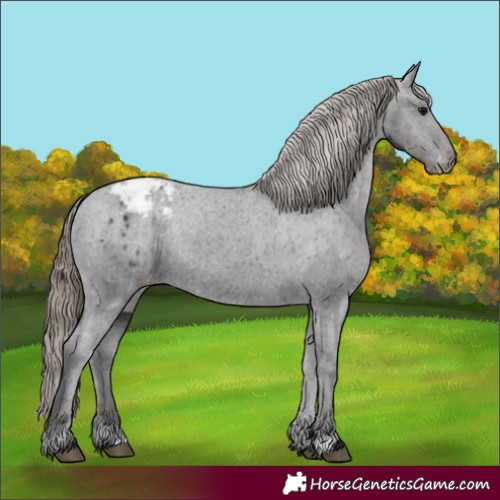 Horse Color:Smoky Black Appaloosa Rabicano 