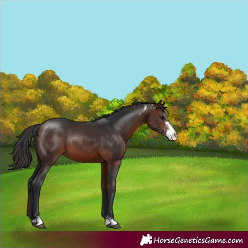 Horse Color:Brown Sabino 
