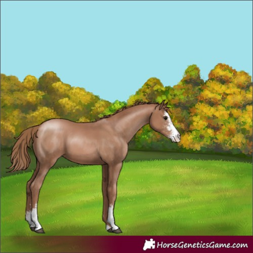 Horse Color:Black Pearl Sabino 