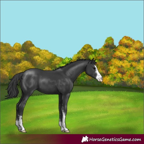 Horse Color:Black Sabino 
