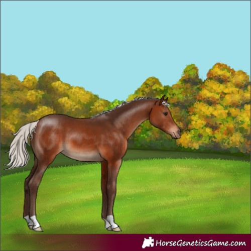 Horse Color:Silver Brown 