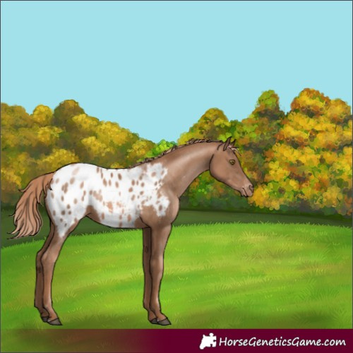 Horse Color:Liver Chestnut Pearl Appaloosa Rabicano 