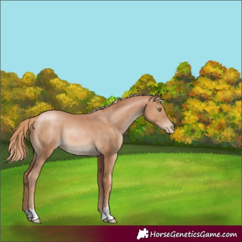 Horse Color:Chestnut Pearl Rabicano 