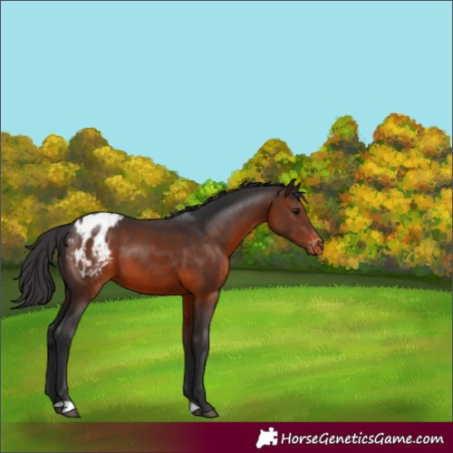 Horse Color:Brown Appaloosa 