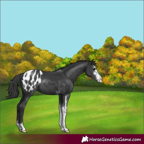 Horse Color:Black Sabino Blanket 