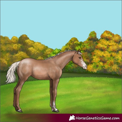 Horse Color:Silver Black Pearl Sabino Rabicano 