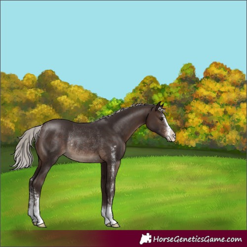 Horse Color:Silver Brown Sabino Rabicano 