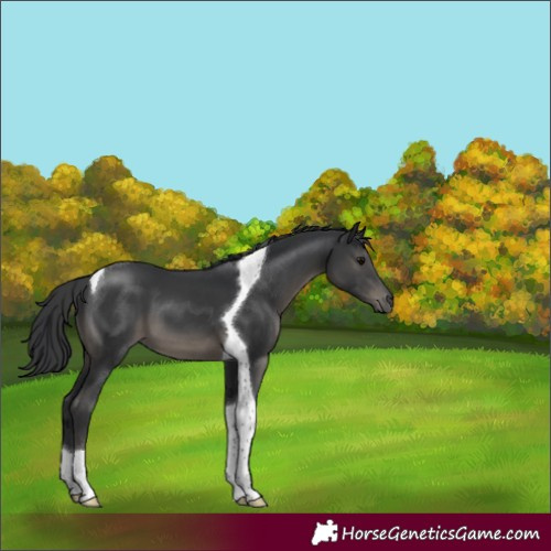 Horse Color:Black Tobiano 