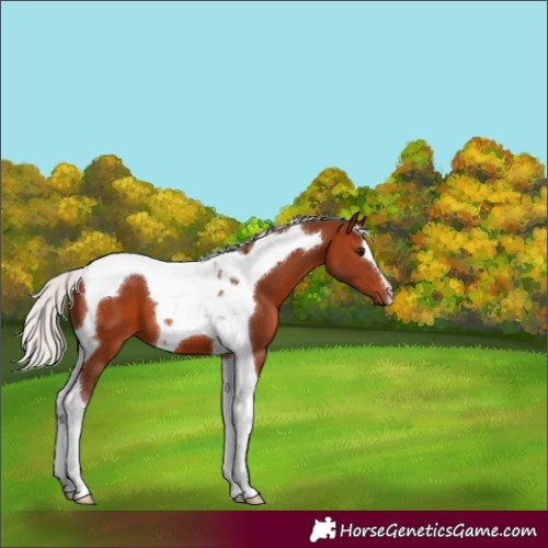 Horse Color:Silver Brown Tobiano 