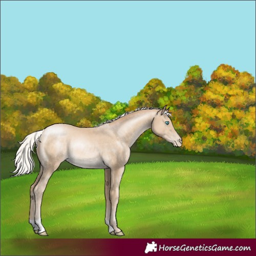 Horse Color:Silver Buckskin Pearl Rabicano 