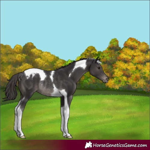 Horse Color:Smoky Black Tobiano Varnish Rabicano 
