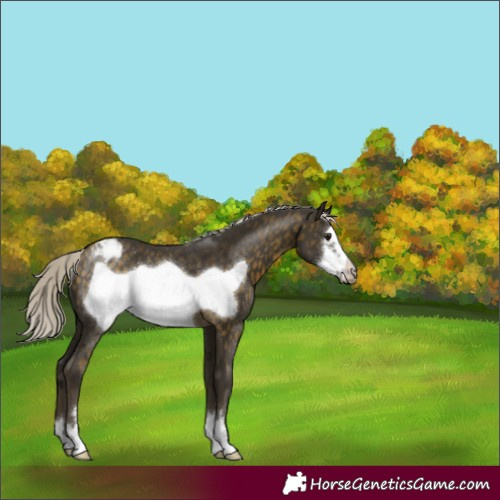 Horse Color:Silver Buckskin Frame Varnish Rabicano 