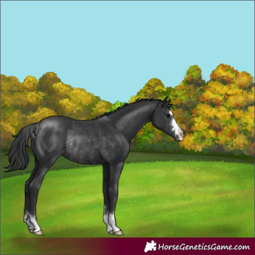 Horse Color:Black Rabicano 