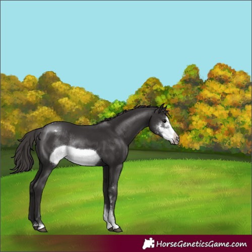 Horse Color:Smoky Black Sabino Frame Varnish Rabicano 