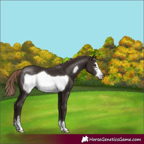 Horse Color:Liver Chestnut Frame 