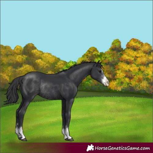 Horse Color:Black Sabino Rabicano 
