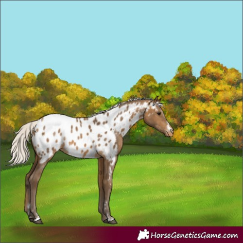 Horse Color:Silver Buckskin Blanket Rabicano 