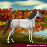 Horse Color:Grullo Roan Tobiano