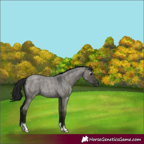Horse Color:Gray Grullo Roan 