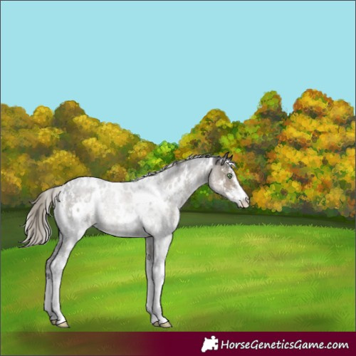 Horse Color:White Spotted Silver Smoky Grullo Sabino 