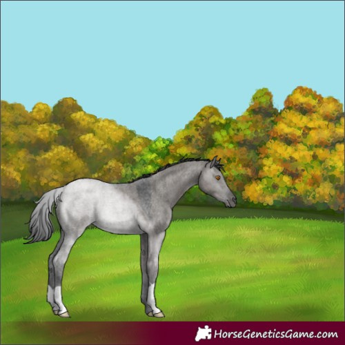 Horse Color:Grullo Roan 