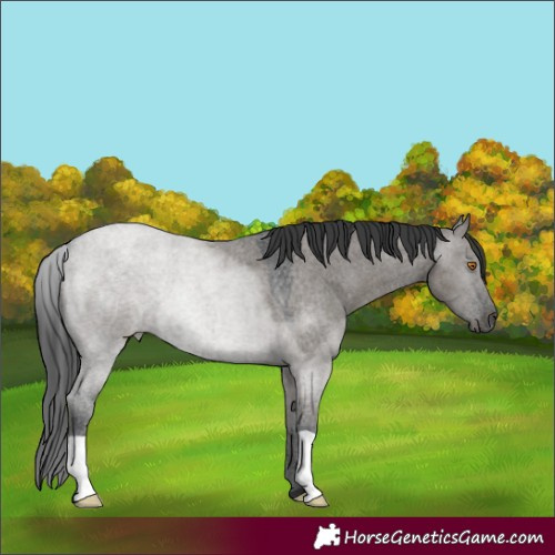 Horse Color:Grullo Roan 