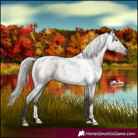 Horse Color:Silver Grullo Roan 