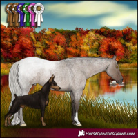 Horse Color:Silver Grullo Roan 