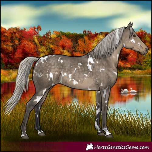 Horse Color:White Spotted Silver Smoky Grullo 