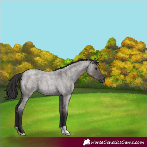 Horse Color:Smoky Grullo Roan 