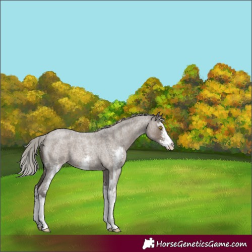 Horse Color:Silver Grullo Roan Sabino 
