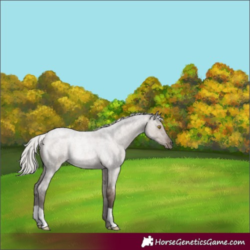 Horse Color:Silver Grullo Roan 