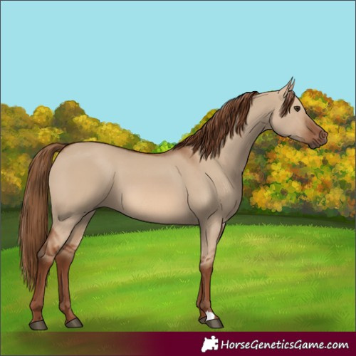 Horse Color:Red Dun 
