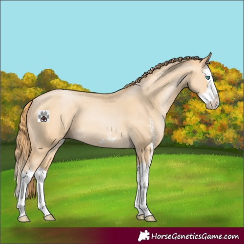 Horse Color:Buckskin Pearl Sabino Splash 