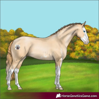 Horse Color:Buckskin Pearl Sabino Splash
