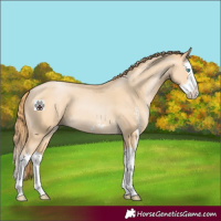 Horse Color:Buckskin Pearl Sabino Splash 