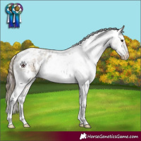 Horse Color:Plaid White Spotted Buckskin Roan Appaloosa