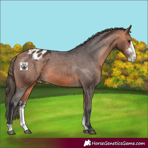 Horse Color:Bay Sabino Appaloosa 