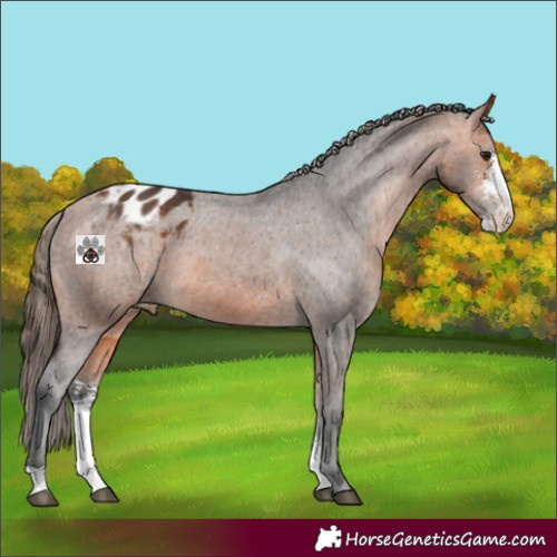 Horse Color:Bay Sabino Appaloosa 