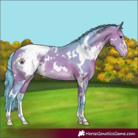 Horse Color:Watercolor White Spotted Bay Appaloosa