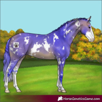 Horse Color:Watercolor White Spotted Bay Sabino