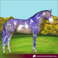 Horse Color:Watercolor White Spotted Bay Sabino 
