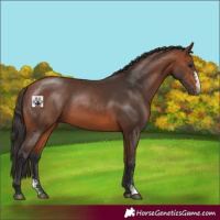 Horse Color:Bay Sabino 