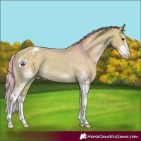 Horse Color:Watercolor Bay Sabino Appaloosa 