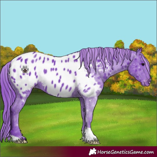 Horse Color:Watercolor Black Appaloosa 