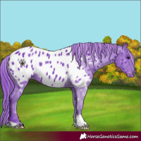 Horse Color:Watercolor Black Appaloosa