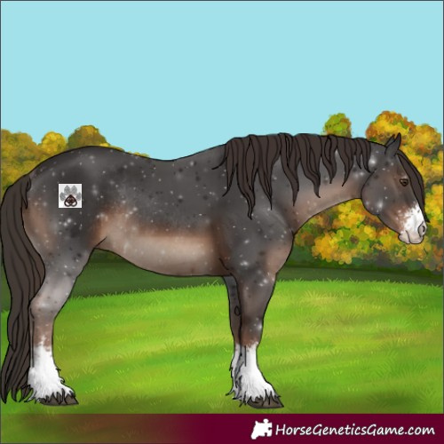 Horse Color:Liver Chestnut Sabino Rabicano 