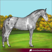 Horse Color:Smoky Black Sabino Appaloosa Rabicano