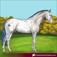 Horse Color:Watercolor Liver Red Dun Onyx Sabino Appaloosa