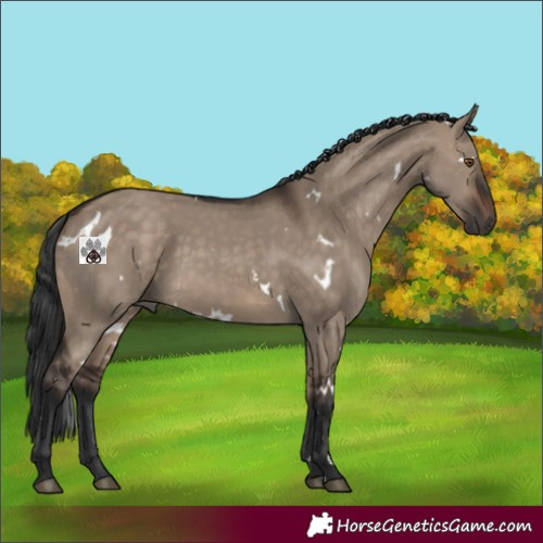 Horse Color:White Spotted Brown Dun 